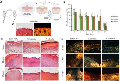 Mycelium-based biomaterials as smart devices for skin wound healing